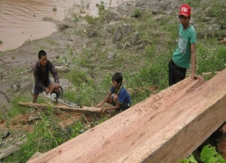 Sau bão, dân đổ xô ra sông vớt củi