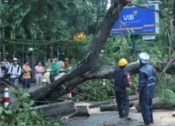 TPHCM: Cây lớn đổ, đè bẹp xe đang chạy