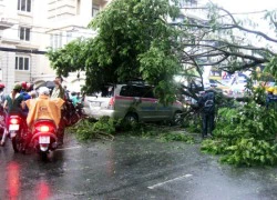 Trung tâm Sài Gòn kẹt cứng vì cây xanh ngã đè taxi