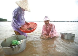 Vợ chồng già mưu sinh trên bãi hến