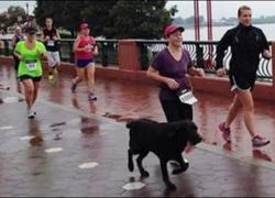 Đua bán marathon với người, chó 'đi bụi' giành huy chương