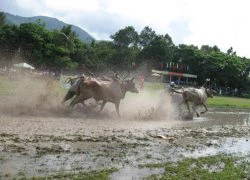 Kỳ thú đua bò Bảy Núi