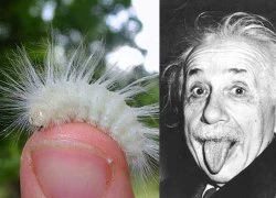 Loài côn trùng giống hệt tóc Albert Einstein