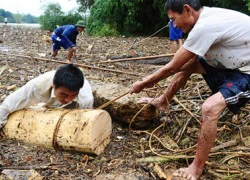 'Lộc trời' từ dòng nước lũ