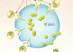 Ngăn ngừa rối loạn mỡ máu: Tiên hạ thủ vi cường!