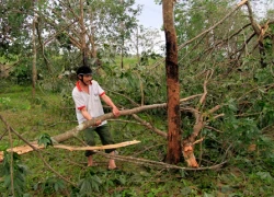 Nước mắt 'vàng trắng' sau siêu bão