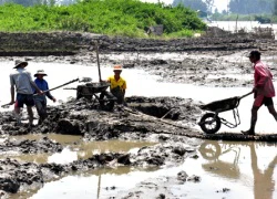 Ồ ạt dỡ nhà, đào vườn nuôi tôm bán cho thương lái