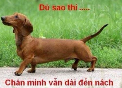 Ảnh chế: Chân dài đến nách