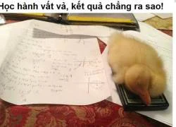 Ảnh chế: Vất vả đường học hành