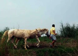 Bạn gái mời&#8230; cưỡi ngựa