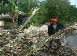 Bầu Đức và lời cảnh báo sớm cho tiền đồ ngành mía đường