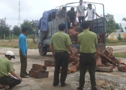 Bị phát hiện chở gỗ lậu, tài xế bỏ của chạy lấy người