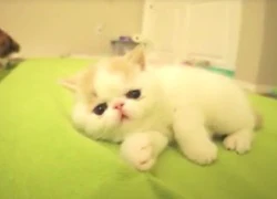 Chú mèo siêu cute biết&#8230; sủa như chó