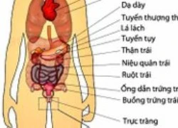 Chức năng của các cơ quan bên trái cơ thể - P2