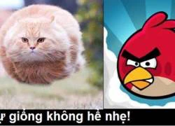 Có một sự giống nhau không hề nhẹ!