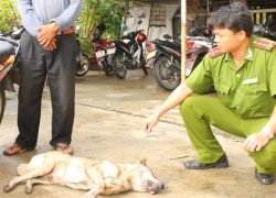 Lo ngại trộm chó dùng cyanua để đánh bả