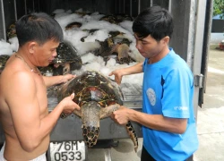 Săn trộm rùa biển, 14 ngư dân mất tích