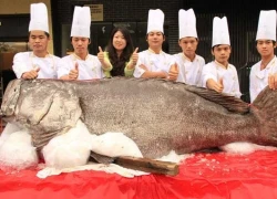 Sửng sốt cá mú có cân nặng khủng 340kg