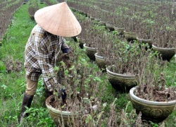 Tan hoang làng hoa Tết sau lũ lịch sử