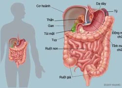 Vài điều quan trọng bạn phải biết về hệ đường ruột của mình