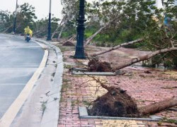 Yêu cầu kiểm điểm Công ty công viên cây xanh Đà Nẵng