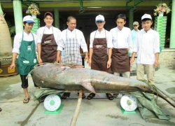 Cá tra dầu nặng gần 250kg ở An Giang