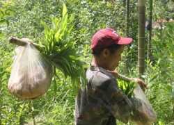 Cha con &#8220;người rừng&#8221; lên phim