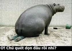 Chú quét dọn đâu rồi?