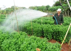 Lao đao vì hoa Tết