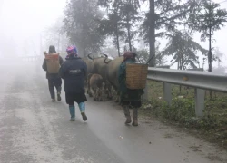 Những đàn trâu Sa Pa đi sơ tán tránh rét hại