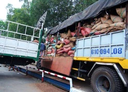 Vụ 3.000 tấn cà phê cầm cố 7 ngân hàng: Ngoạn mục "hô biến" rác thành... tiền