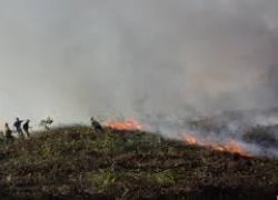 Chủ động phòng, chống cháy rừng