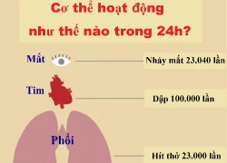 Cơ thể hoạt động như thế nào trong 24h