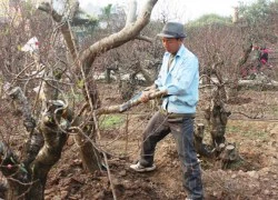 Đại gia chi hàng chục triệu chơi đào Tết