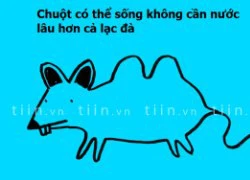 Fun facts: Chuột có thể sống lâu hơn cả lạc đà khi không có nước