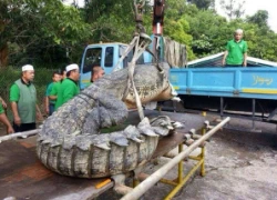 Giật mình trước hình ảnh cá sấu khổng lồ dài 4,6m ở Brunei