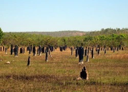 Tổ mối 'la bàn' ở Australia