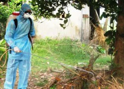 A/H5N1 đã xuất hiện ở Quảng Nam