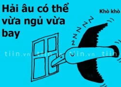 Ảnh vui: Chim vừa bay vừa ngủ