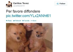 Carlos Tevez mượn Twitter để tìm thú cưng cho con