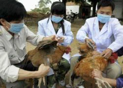 Dịch cúm H5N1 xuất hiện ở 21 tỉnh