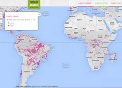 Google trình làng công cụ giám sát nạn chặt phá rừng