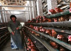 H7N9 tiếp tục lan nhanh tại Trung Quốc