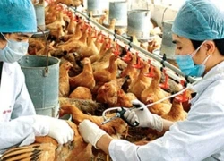 Liên tiếp cảnh báo cúm A/H7N9 xâm nhập