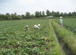 Ngóng thương lái Trung Quốc!