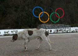 Olympic Mùa đông 2014: Hàng ngàn chú chó hoang dạo chơi tại Sochi