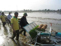 Phó Chủ tịch tỉnh lội ruộng đi cấy