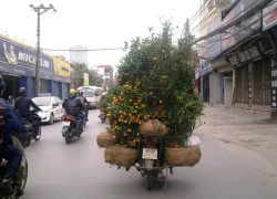 Thu tiền triệu mỗi ngày từ nhặt đào, quất ven đường