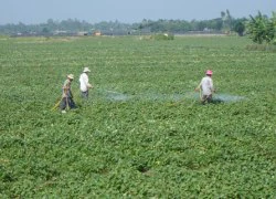 Thương lái Trung Quốc thu mua lá khoai lang không giới hạn