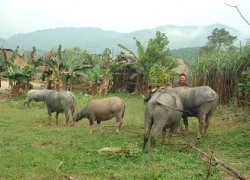 Trang đời mới của cặp vợ chồng "lâm tặc"